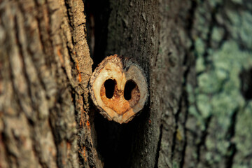 Watching Walnut
