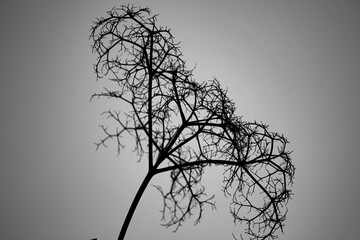 Elderberry