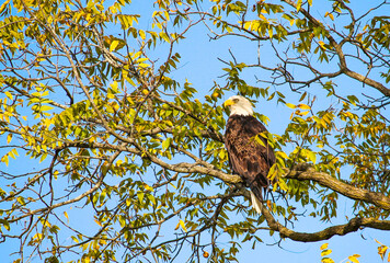 Bald Eagle