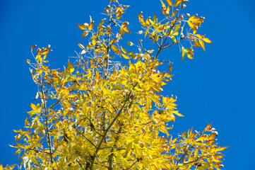 Yellow Leaves