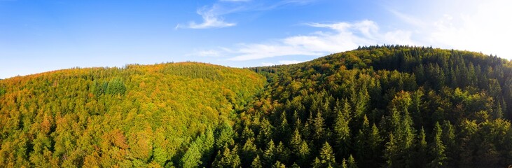 a mixed forest as a high definition panorama