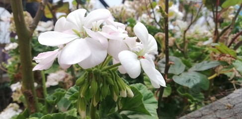 white spring flowers