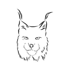 Fototapeta premium Lynx. Wild cat. Predator. Hand drawn. Black and white. Stylized. Decorative. Vector. lynx wild animal, vector sketch illustration