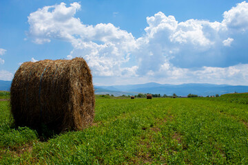 Hay bales in the field
