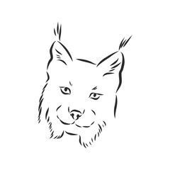 Obraz premium Lynx. Wild cat. Predator. Hand drawn. Black and white. Stylized. Decorative. Vector. lynx wild animal, vector sketch illustration
