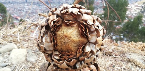 pine cone on the ground