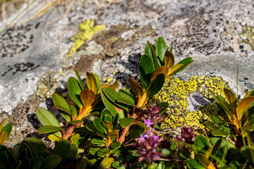 Mountain plant