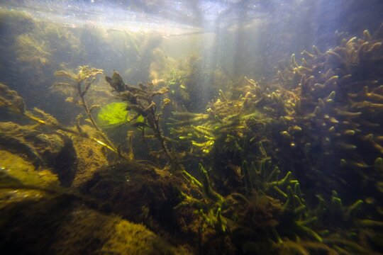 big colony of common freshwater sponge feed on floating organic particles in a shallow freshwater river with clear water and dense vegetation, dead potamogeton covered with green algae