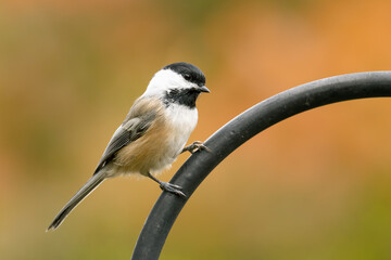 A black-capped chickadee perched on top of my feeder on an autumn morning