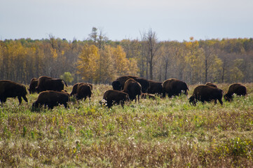A Herd if Plains Bison Grazing in the Field