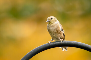 Small american goldfinch perched on top on my feeder on an autumn morning