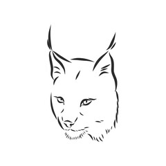 Lynx. Wild cat. Predator. Hand drawn. Black and white. Stylized. Decorative. Vector. lynx wild animal, vector sketch illustration