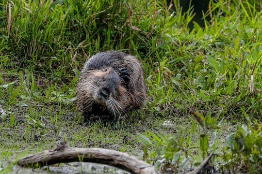Funny photo of coypu: What did I just want? Nutria in natural environment. Myocastor coypus