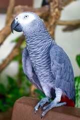 Fototapeta premium vertical Portrait of African gray parrot Psittacus erithacus with red tail sitting at home