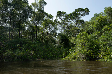 Obraz premium river in the woods