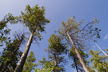 Pine Trees against a Blue Sky