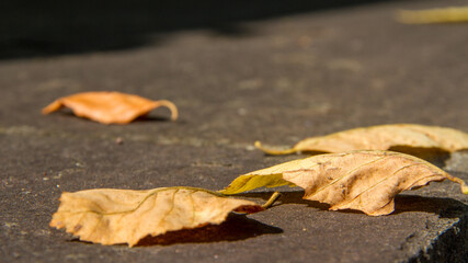 autumn leaves on the ground