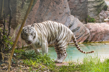 white tiger walks on the shore of a pond