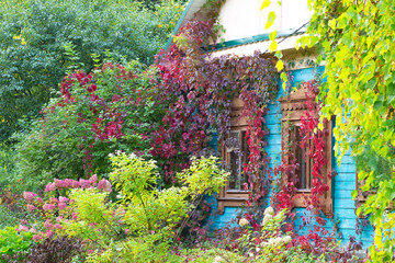 old blue wooden house in the garden  in red and green grape plant with blooming flowers in front in sunny autumn day