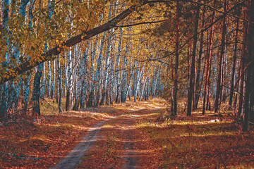 Dirt road in the autumn birch forest. Natural landscape. Spruce and birch trees grow along the roadsides. A fallen tree, branches, and fallen leaves.