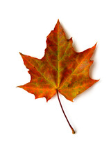 Obraz premium Orange red maple leaf isolated on white background