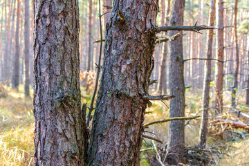 The trunks of two pine trees close up. Tree bark and dry branches. Autumn landscape. Dry forest with fallen trees.
