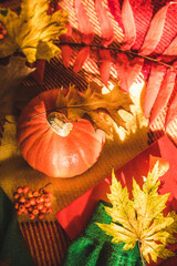 Naklejka premium pumpkin with rowan at red blanket