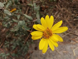 yellow flower in the garden
