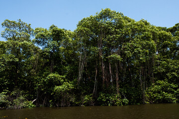 Fototapeta premium trees in the forest
