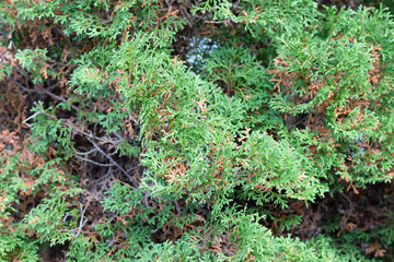 Green and yellow foliage of  thuja tree in autumn garden as background