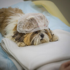 vet and dog, spa and dog, shihtsu