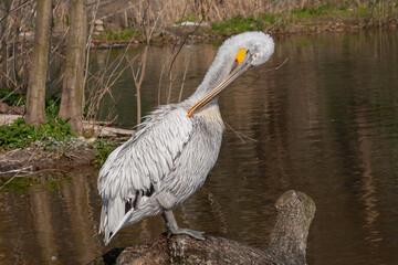 
wild pelican with white feathers and orange beak on a piece of wood on a lake in nature during the day