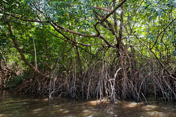 mangrove