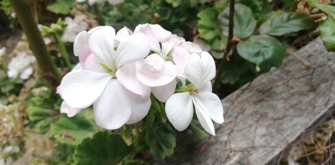 Obraz premium magnolia tree blossom