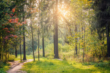 Path in the forest at autumn day time.