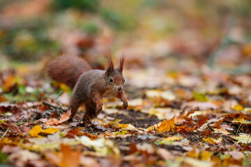 Close-up portrait of red squirrel in natural environment. Eurasian red squirrel, Sciurus vulgaris.