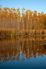 Fall Abstract Ripples