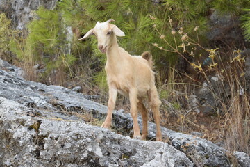 Горная коза