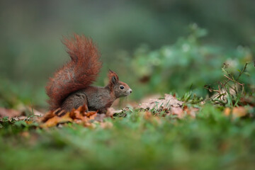 Close-up portrait of red squirrel in natural environment. Eurasian red squirrel, Sciurus vulgaris.