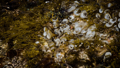 sea worms under water