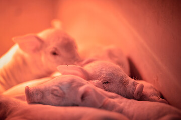 Group of piglets in pig farm.