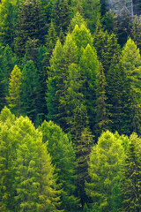 Green pine forest. Background. Dense forest of wild pine trees form a beautiful green natural...