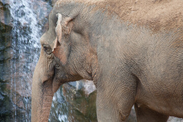 Fototapeta premium Wrinkled Elephant face