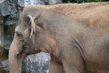 Fototapeta premium Wrinkled Elephant face
