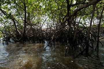 tree in the water