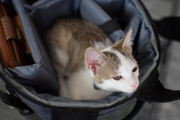 K&auml;tzchen sitzt im Rucksack