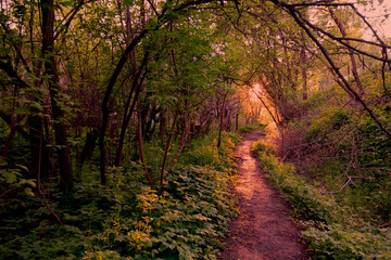 Fantastic forest with path and setting sun.