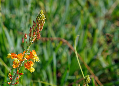 Orange Bulbine or Stalked Bulbine (Bulbine frutescens)
