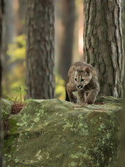 Close-up portrait of a very young cute male cougar on a reconnaissance expedition in its natural habitat. Known also as puma, mountain lion, red tiger and catamount. Puma concolor.