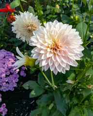 Pink and White dahlias in a garden of colorful flowers